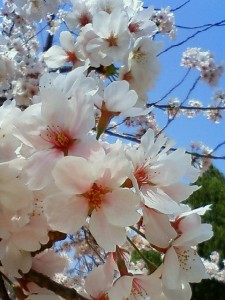 桜