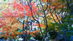 紅葉の庭