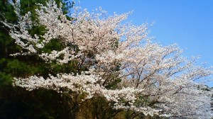 お花見