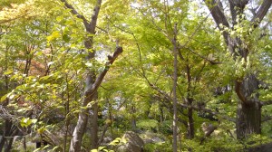 風が暖かく若葉がまぶしい季節になりました